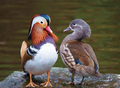 八字合婚 | Marriage Matching Advisory from Rain FengShui Master Consultant based on Chinese Traditional Bazi